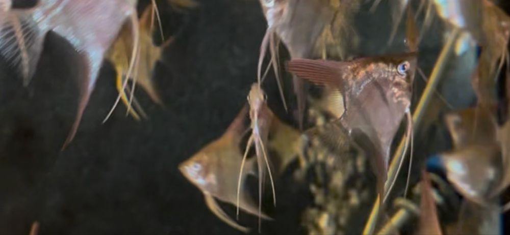 Sprzedam młode skalary.