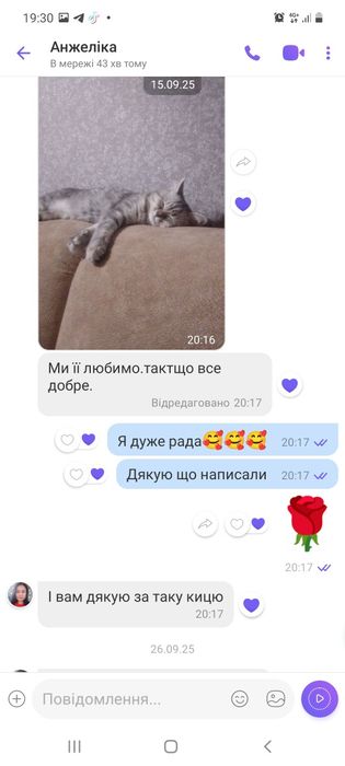 Шикарний шиншиловий котик ,серебряна шиншилаис