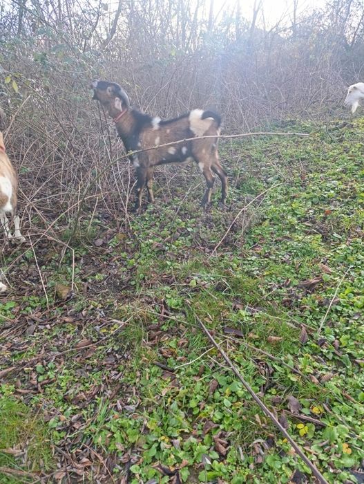 Кізоньки кози продам