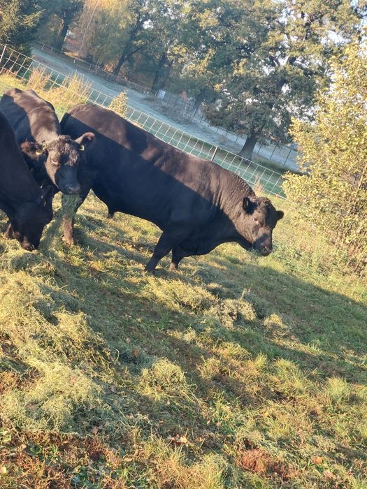 Angus Czarny byki rozpłodowe ze stada. Czysta rasa