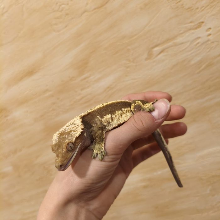 Sprzedam samca gekona orzęsionego