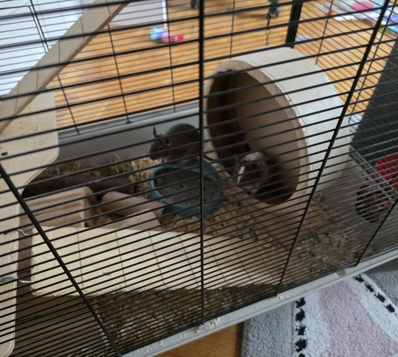 Koszatniczki oddam