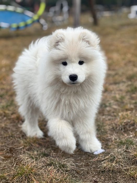 Samoyed szczenię ZKwP/Fci