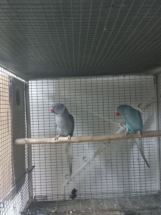 Ring neck prontos a criar