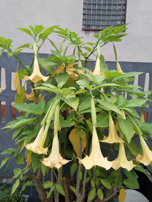 SLONECZNICZKI. Mięta. Konwalie. Rośliny do ogrodu byliny