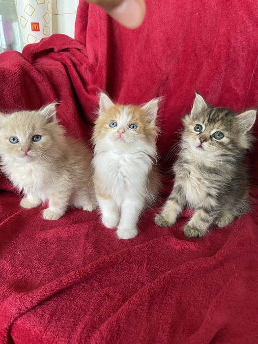 Кішка Ася, Кошенята