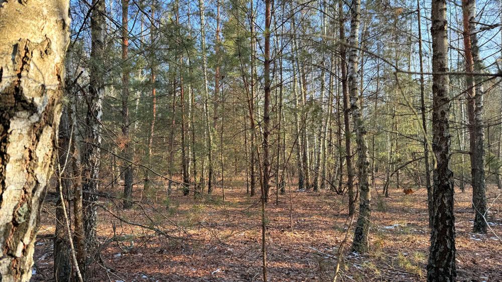 Земля серед лісу для прекрасного життя! 20хв до Києва! 4100$