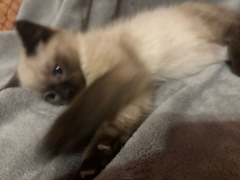 Кицюня шотландська забарвлення колор пойнт