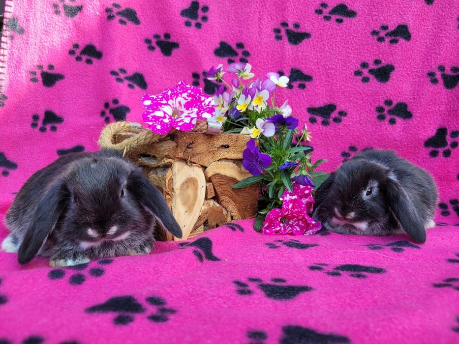 Rasowe króliczki mini lop