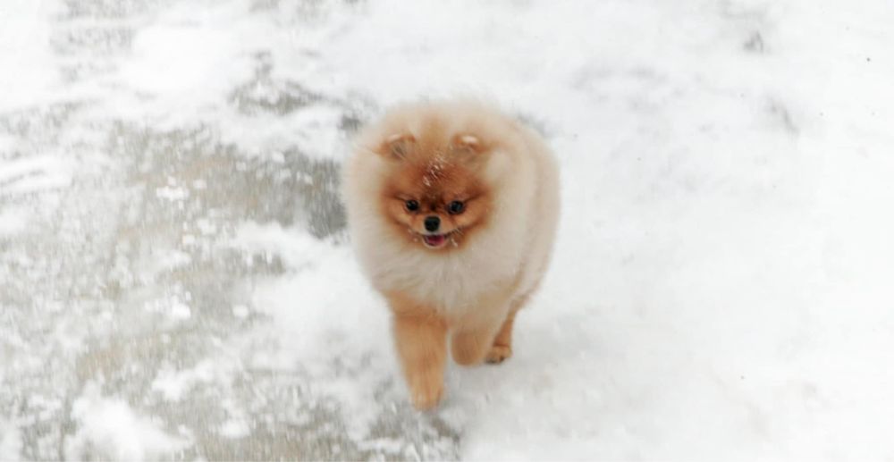 Помераночка. КСУ