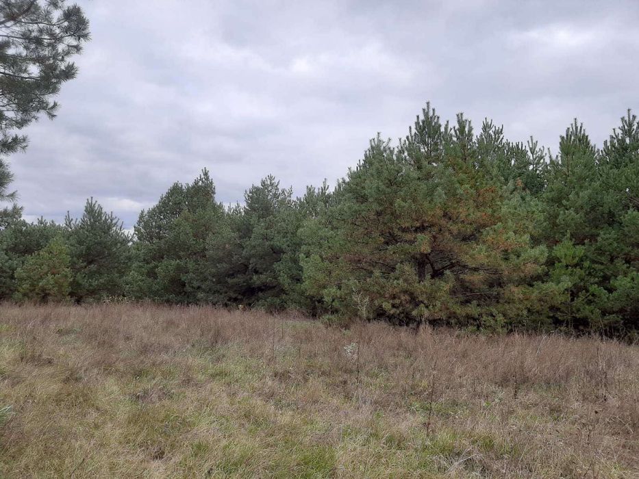 1Продається ділянка з Лісом