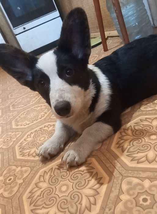 Дівччнка  коргі   каріган !