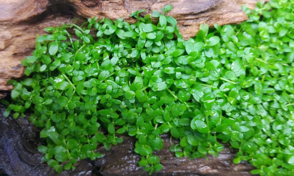Микрантемум Монте Карло. Почвопокровное аквариумное растение