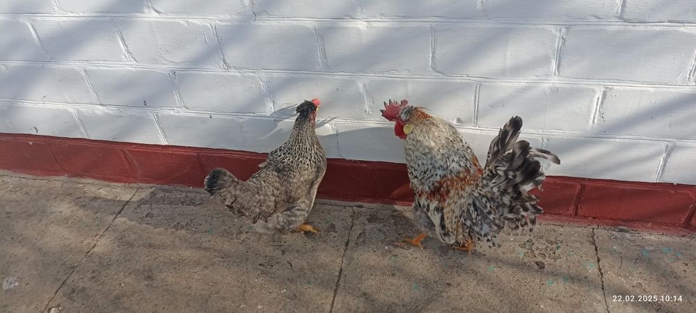 Кури порода Легбар пара