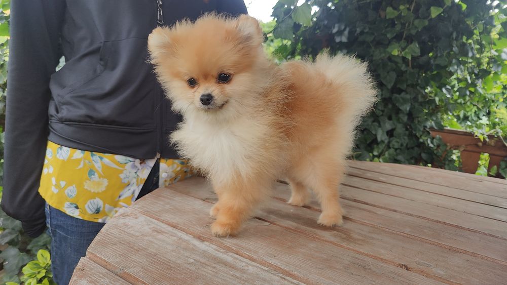 Pomeranian rozm XS Szpic Miniaturowy ZKwP/FCI