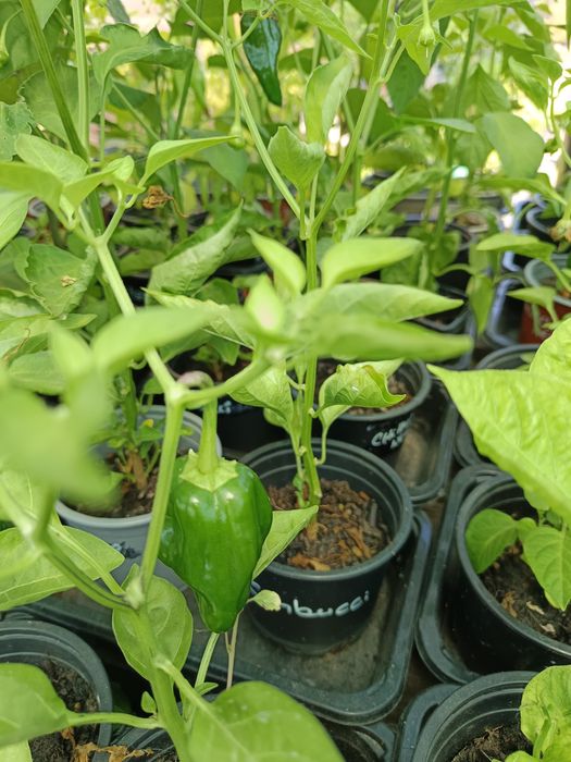 Plantas de Pimenta / Malaguetas raras