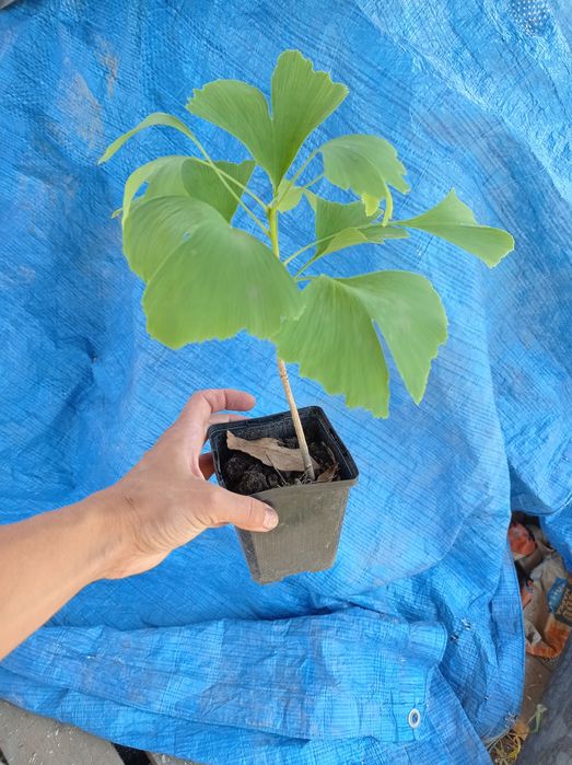 Гінгко білоба дерево,насіння