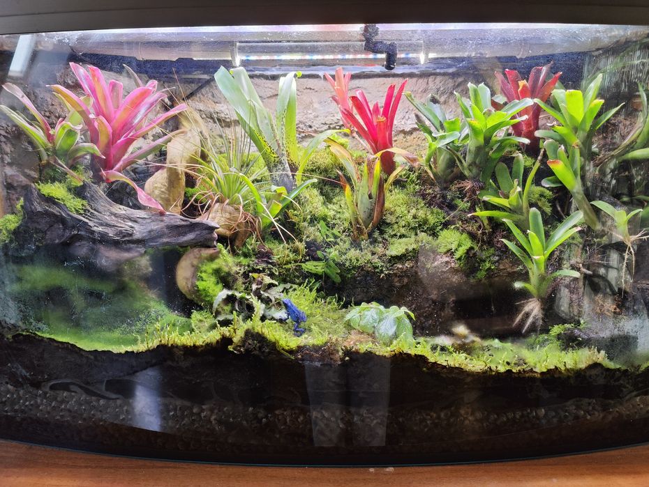 Rośliny neoregelia, marcgravia, ficus, skrytokwiat