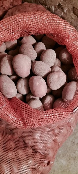 Ziemniaki bellarosa wielkość sadzeniaka