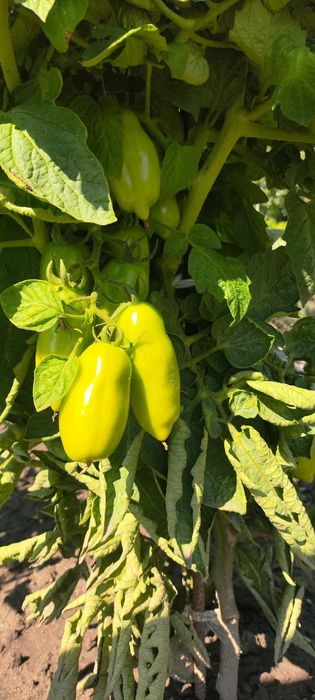 Pomidory San Marzano nasiona