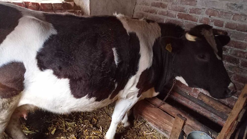 Продається молода КОРОВА