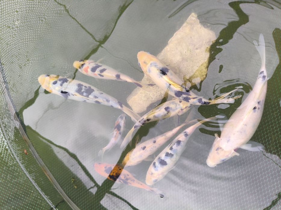 Vendo Carpas koi