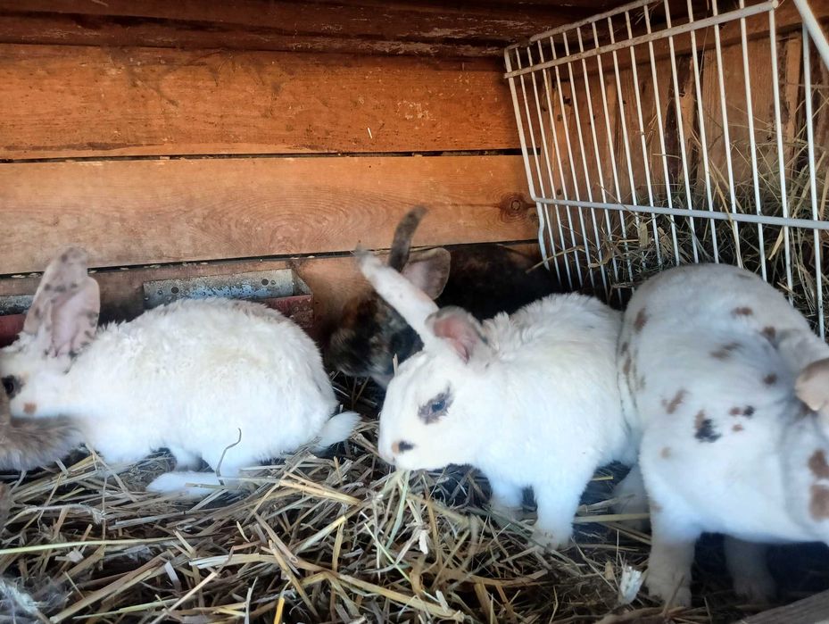 Sprzedam króliki REX