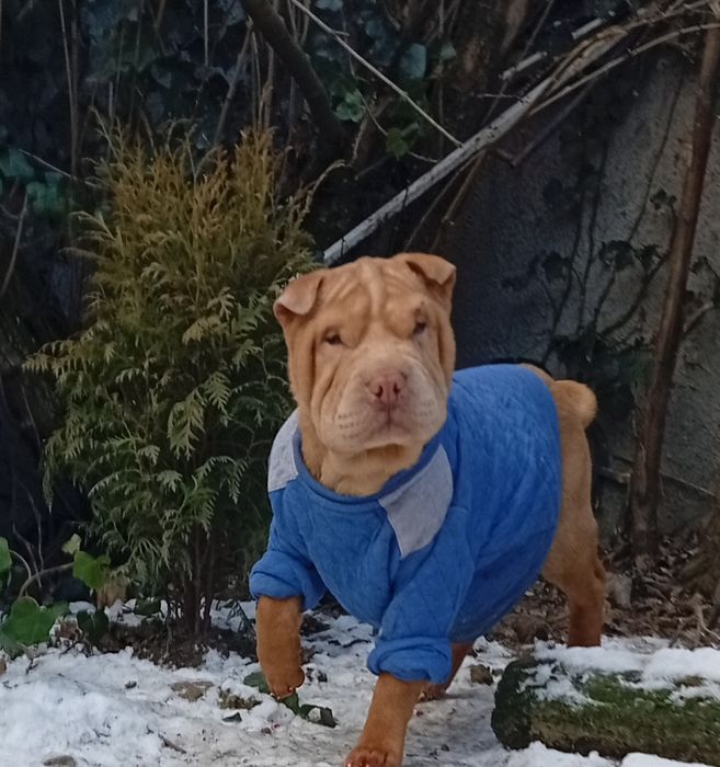 Shar pei,Шарпей щенок, мальчик