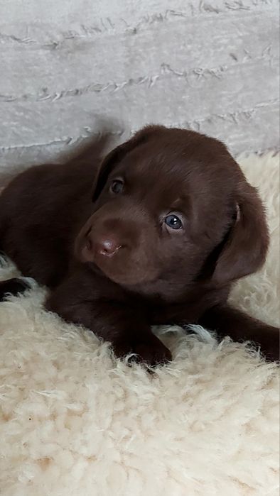 Labrador czekoladowy