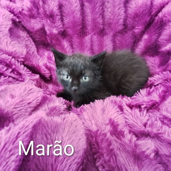 Gatinhos para adoção responsável