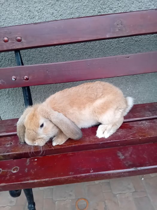 Baran Francuski młode