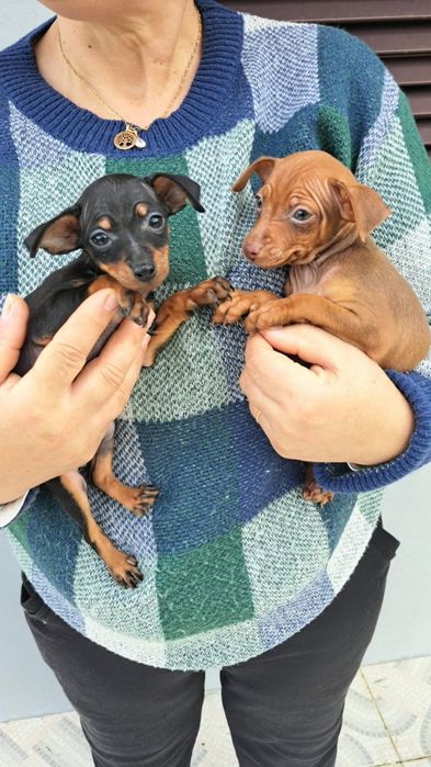 Pinscher macho preto afogueado