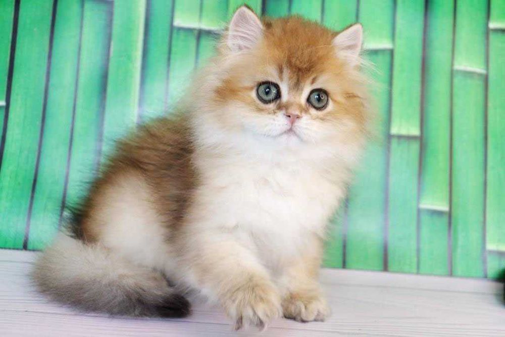 Продам британскую кошечка в золотом окрасе