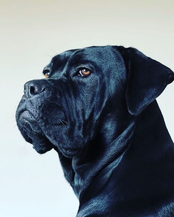 Cane Corso Italiano Cachorrinho Macho, 12 semanas