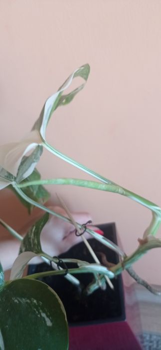 Монстера варієгантна, альба