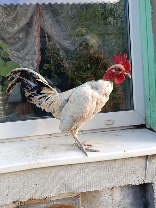 Инкубационное яйцо лилипутов