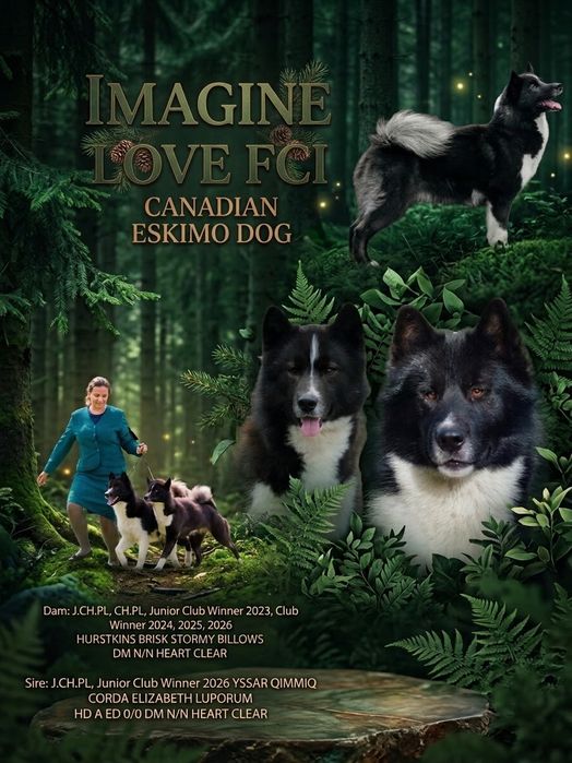 Canadian Eskimo Dog ZKwP/FCI podobna rasa do Łajki Jakuckiej czy Siberian Husky