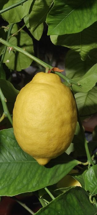 Продам власновкорінені живці плодоносного лимонного дерева