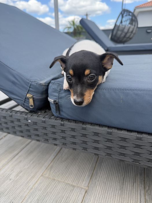Jack russell femea fantastica
