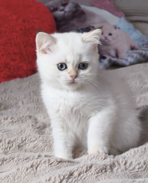 Дівчинка шиншила поінт котята кошенята котики