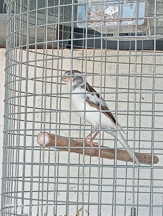 Vendo  canários belgas