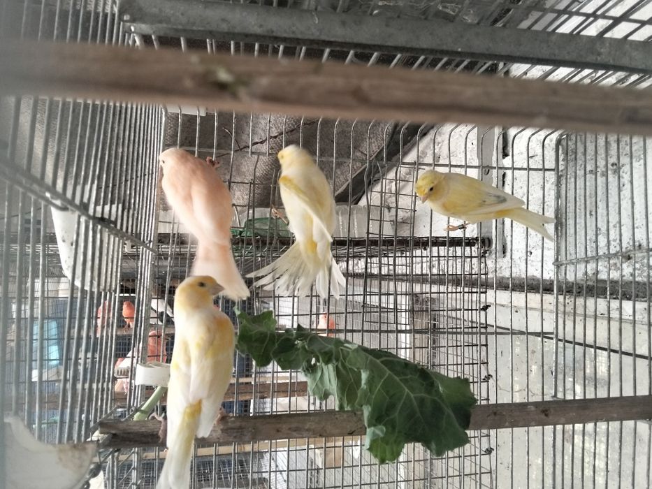Várias Aves disponíveis