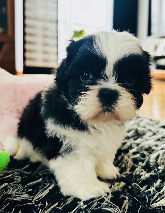 Shih Tzu biało-czarny Keks przecudnej urody !!!