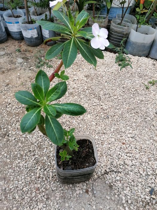 Plantas diversas para jardim