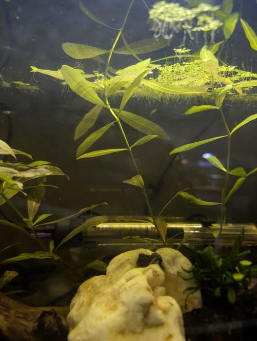 Planta de aquário Hygrophila polysperma