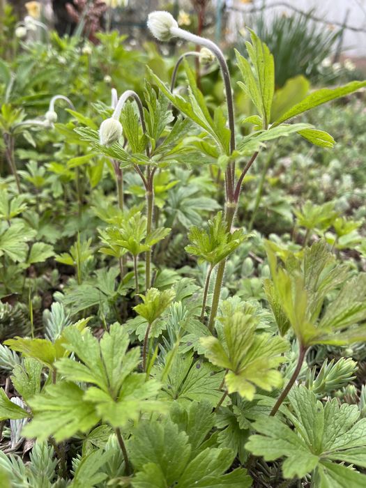 Анемона    белая