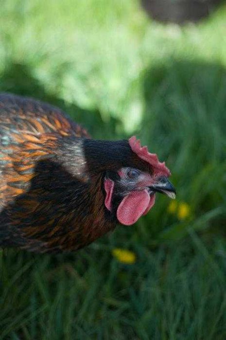 Kury nioski kokoszki odchowane Rosa