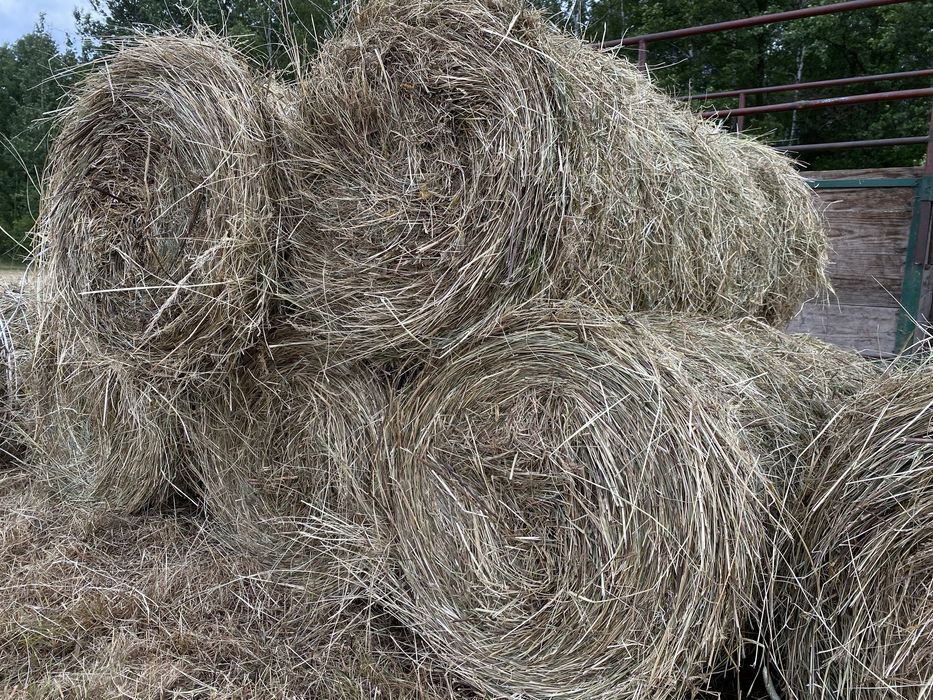 Siano mini rolki 23 kg – TANIO  Siano tegoroczne rolki +\- 23 kilo wagi