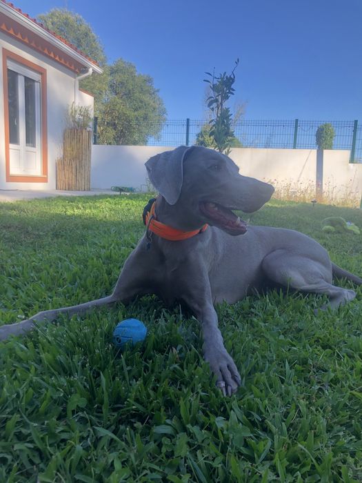 Petsitter / Estadias familiares