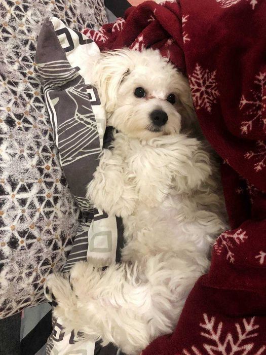 В'язка мальтійська болонка